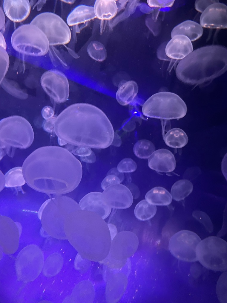 Big booty bre banner image