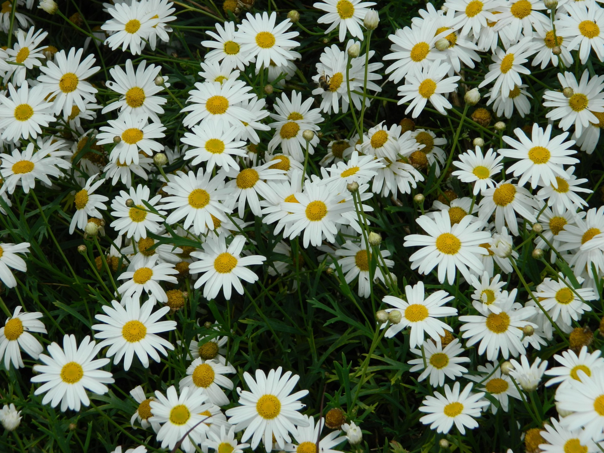 Bee banner image