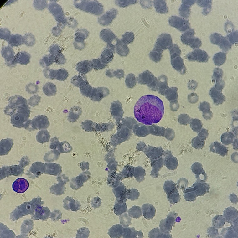 biopanda cover image