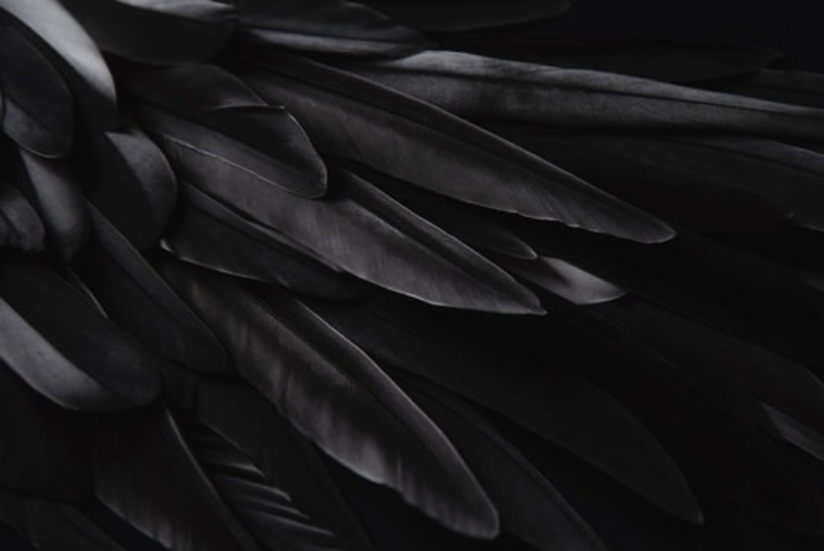 Birdie cover image