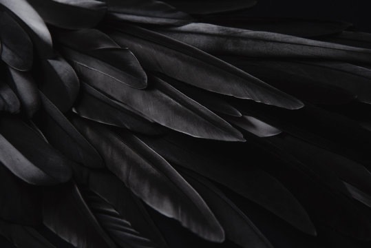 Birdie banner image