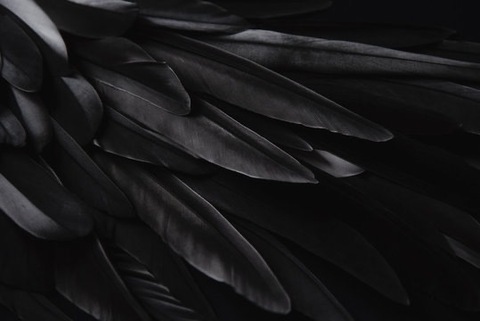 Birdie cover image