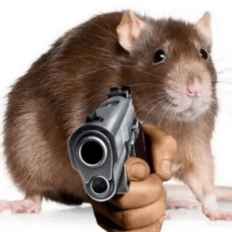 Biscuits-the-mouse 🧀🐁 cover image