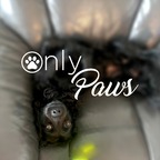 Only Paws avatar