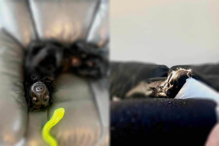 Only Paws banner image
