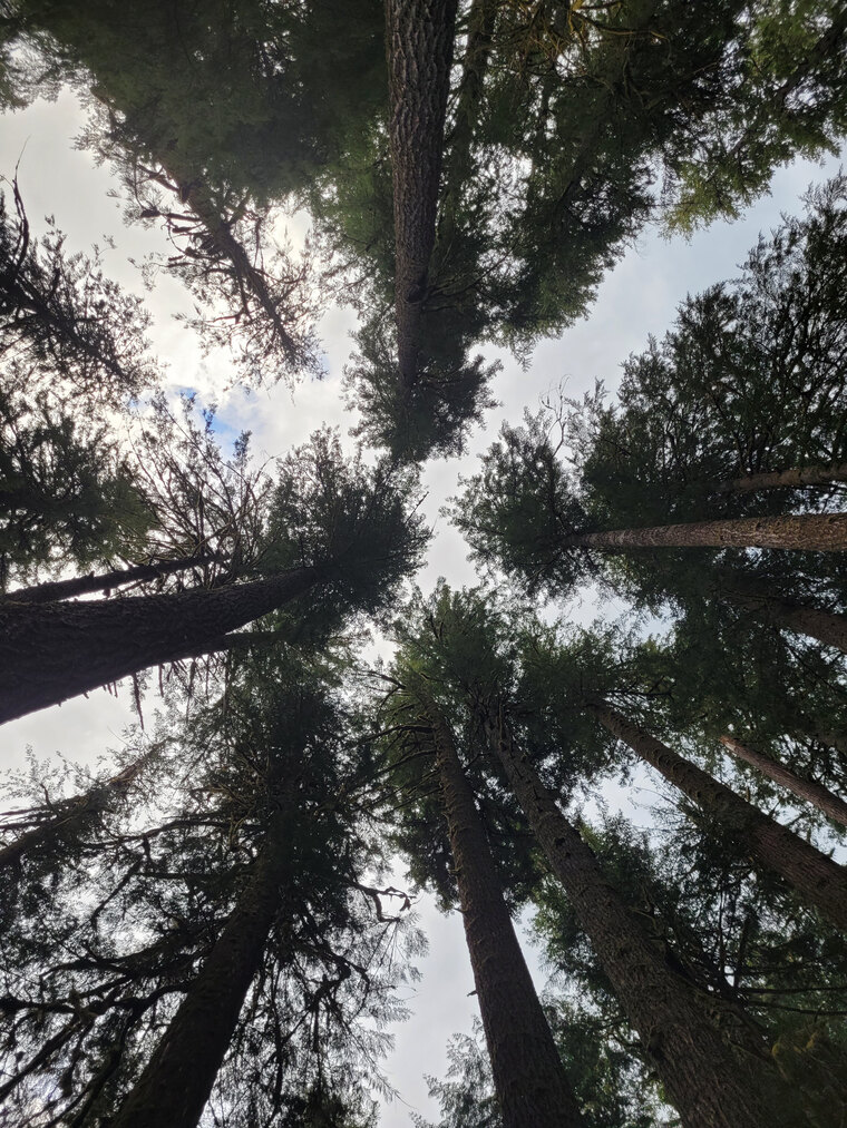 bitterberry cover image