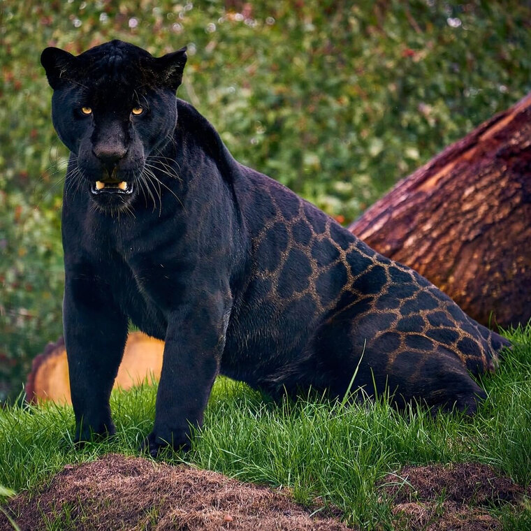 Black Jag cover image