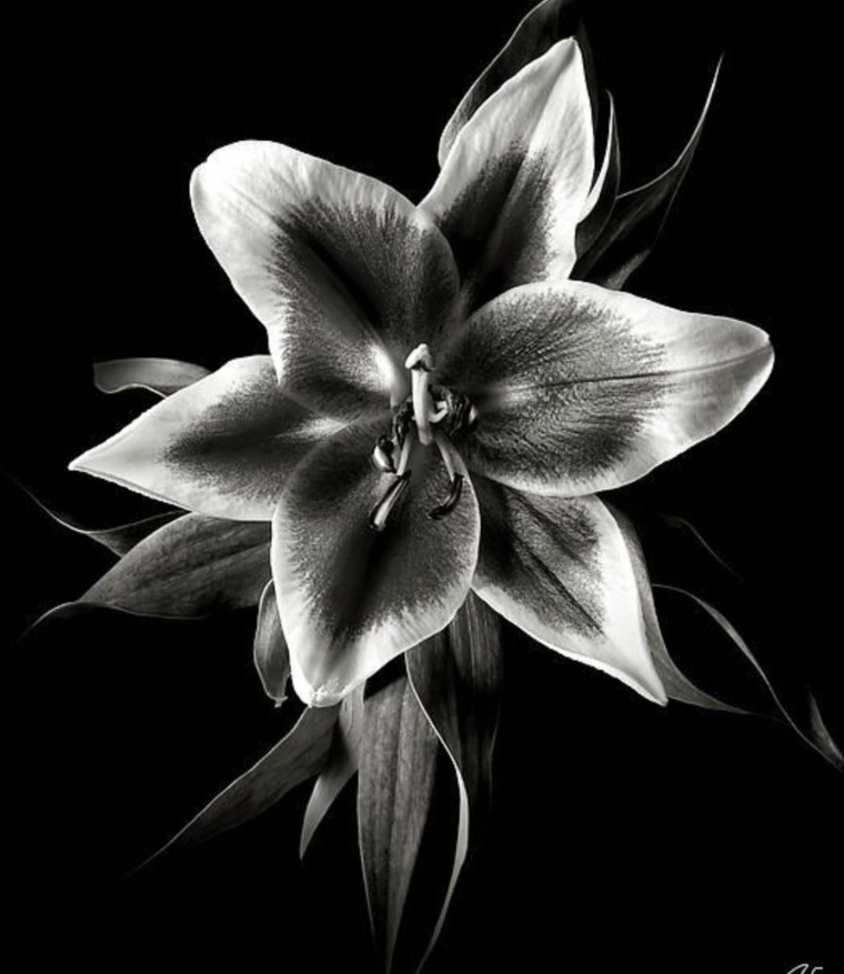LoveLilly cover image