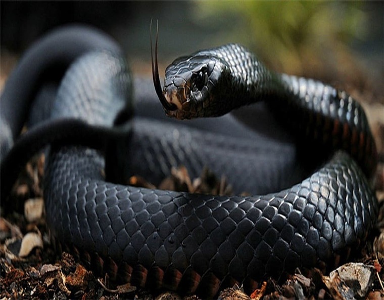 BlackMamba1 cover image