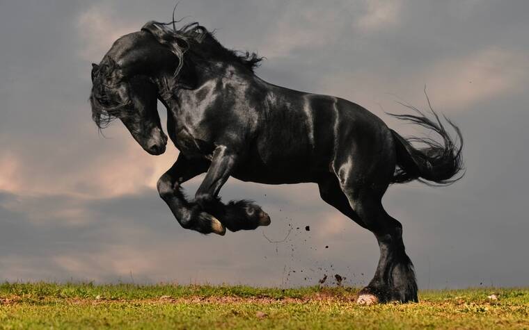 BlackStallion cover image