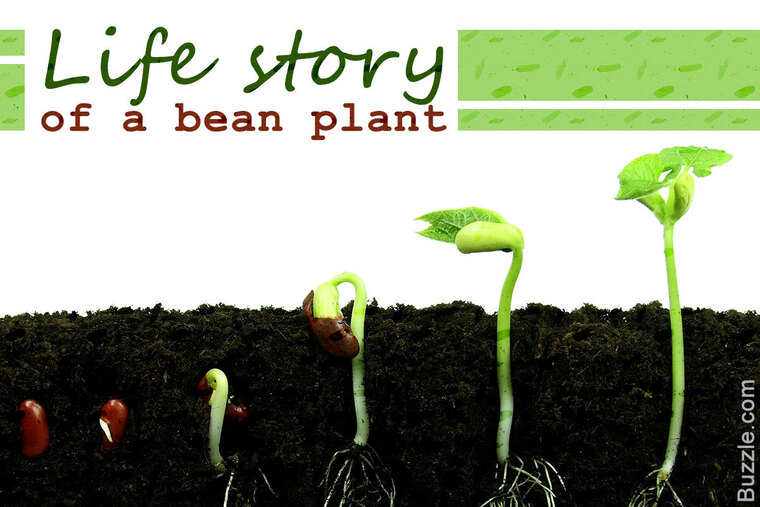 Blais banner image