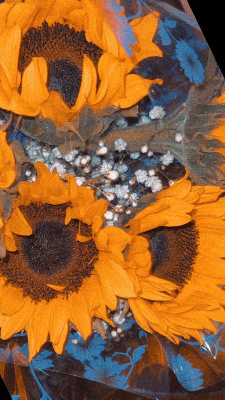 Amy Lynn cover image