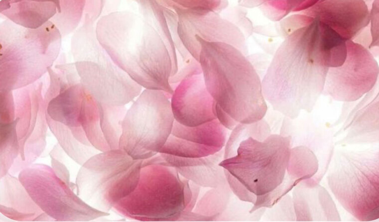 Blondigoingwild banner image
