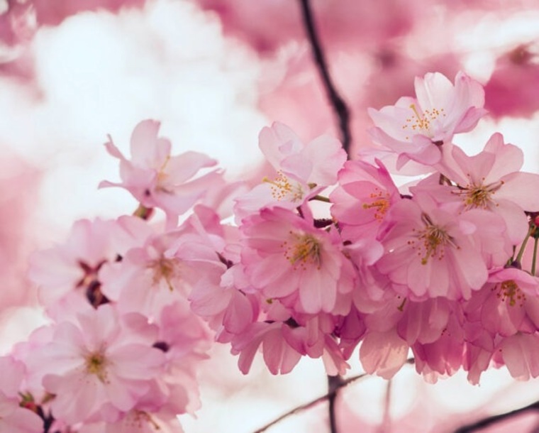 Blossom cover image