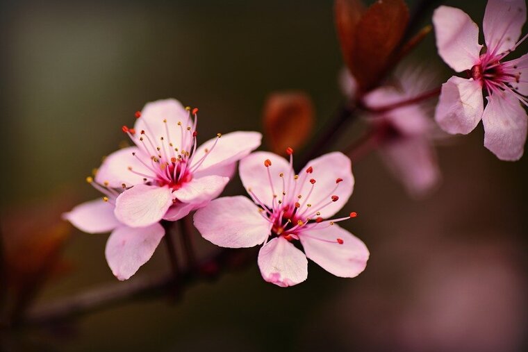 BlossomBraces cover image