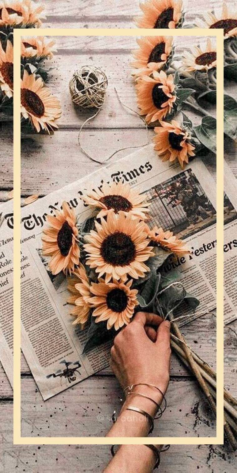 Daisy Flowers cover image