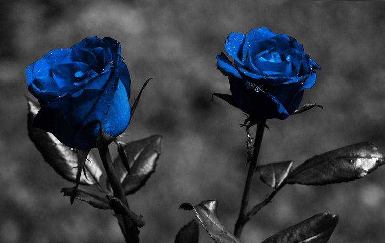 Blue Hair Guy banner image