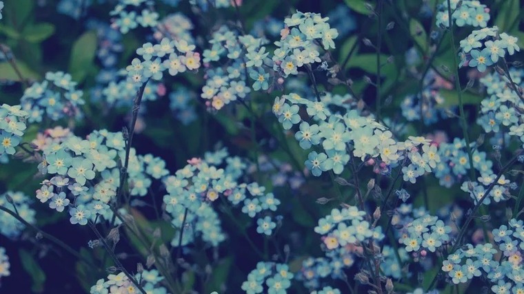 bluelittleflower banner image