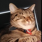 Bmo the Cat avatar
