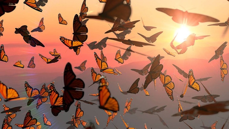 𝙲𝚎𝚕𝚒𝚊 🦋 cover image