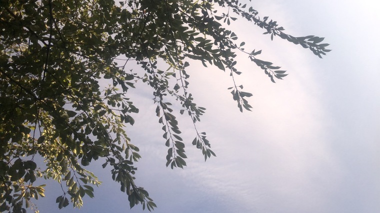 Bonnie cover image
