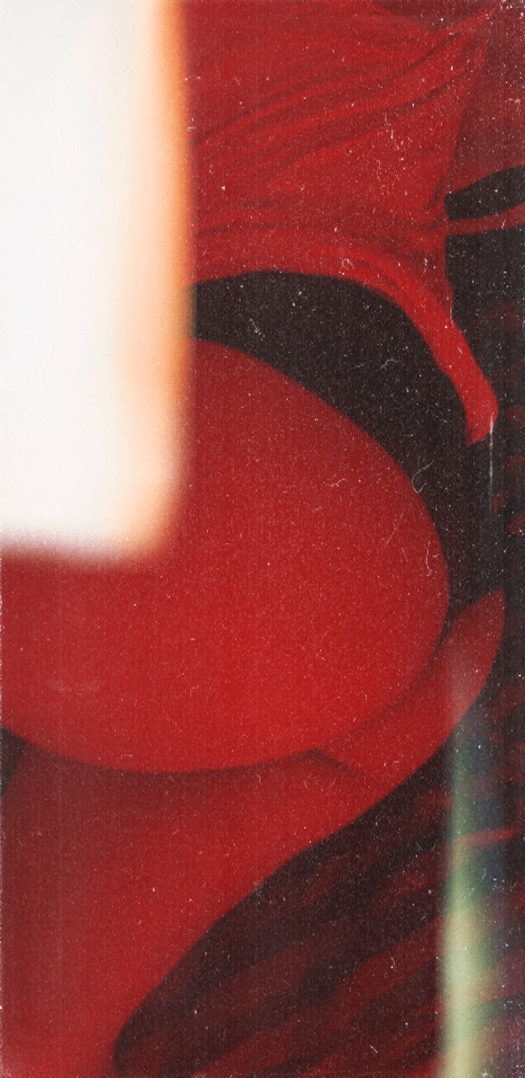 Bunny cover image
