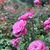 Bootay.Rose avatar
