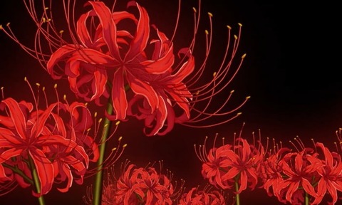 Angelinaa cover image