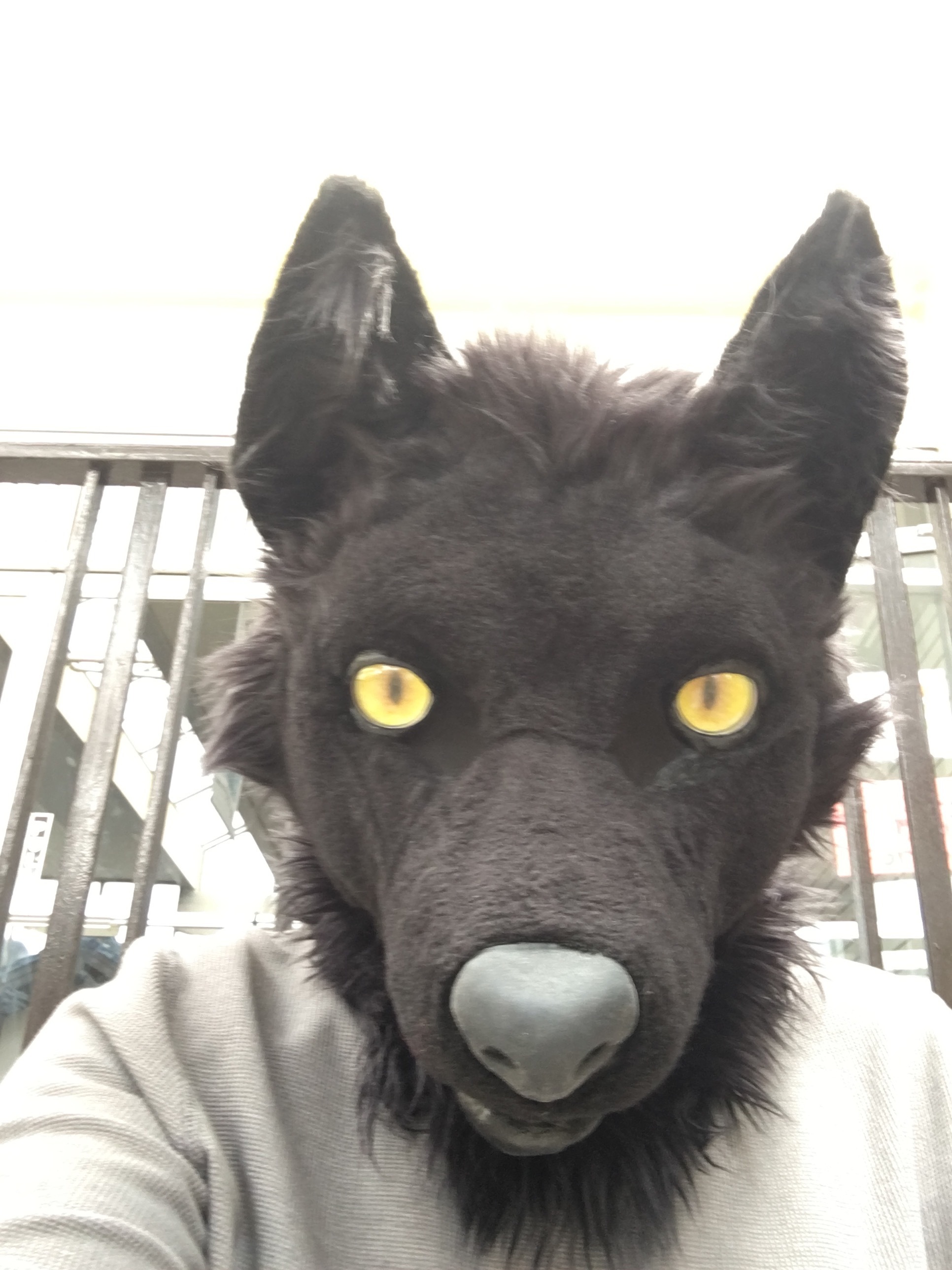 Gibbs The Wolf banner image