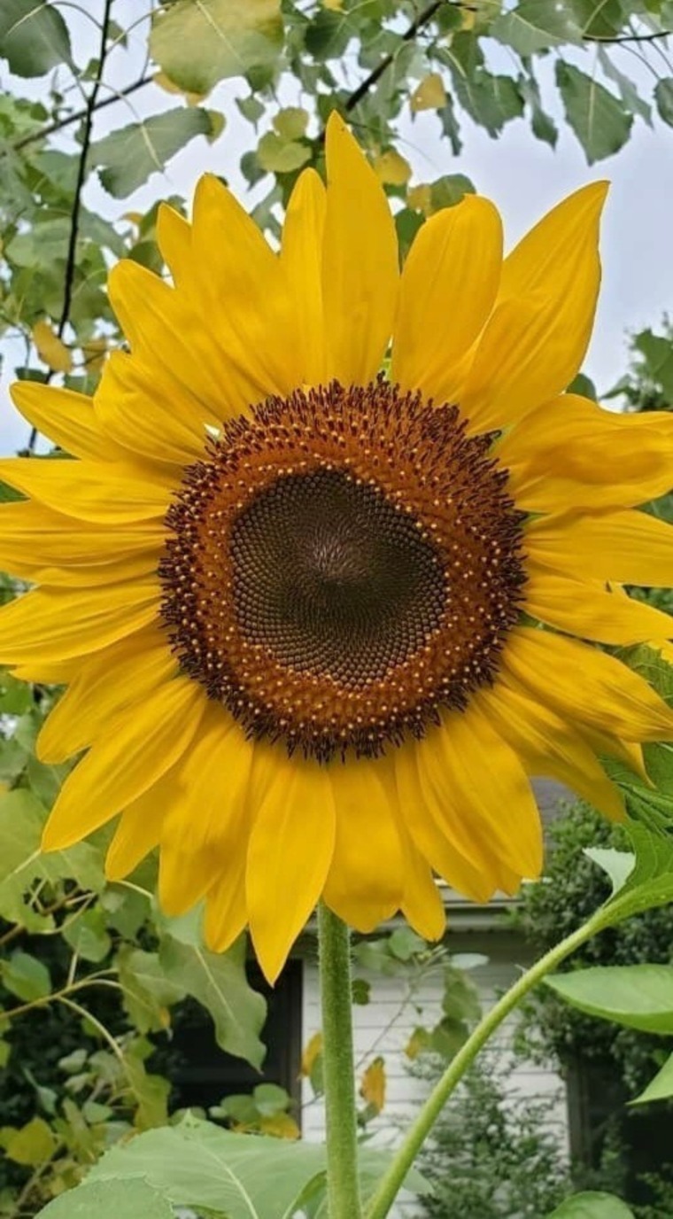 Melissa B. banner image