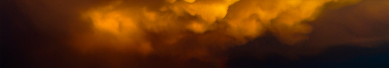 Brown Whip banner image