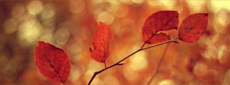 Bbb4444 cover image