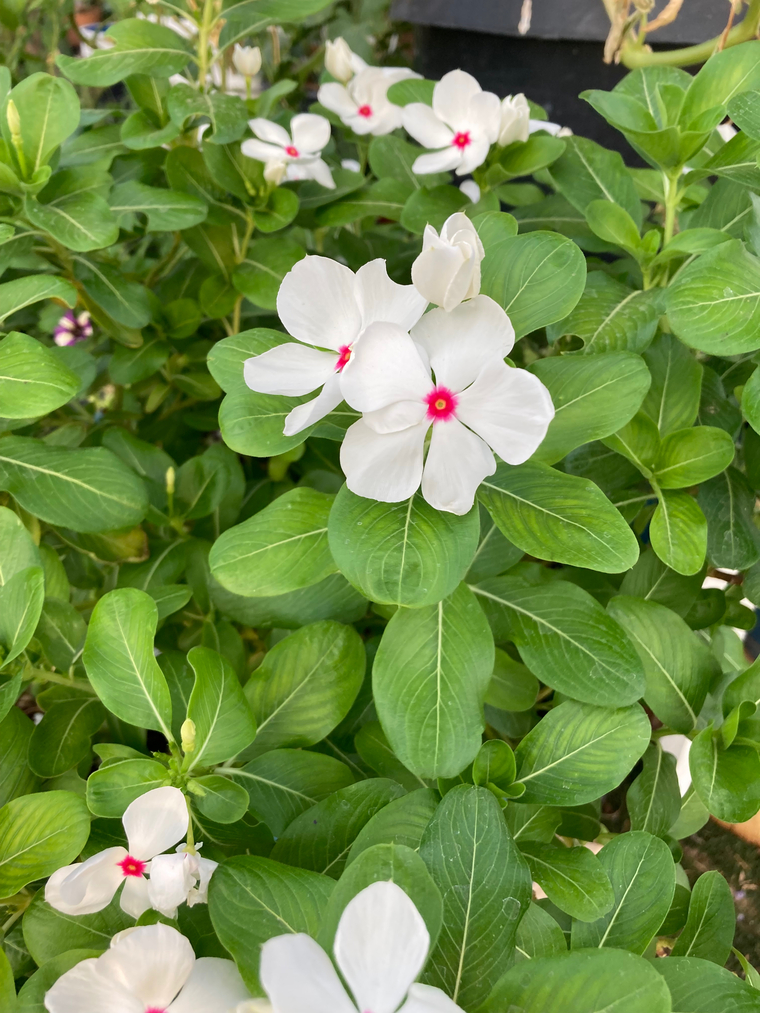 Marinette Paz cover image