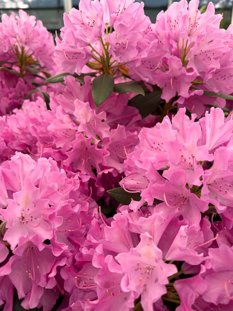 honey bee π banner image