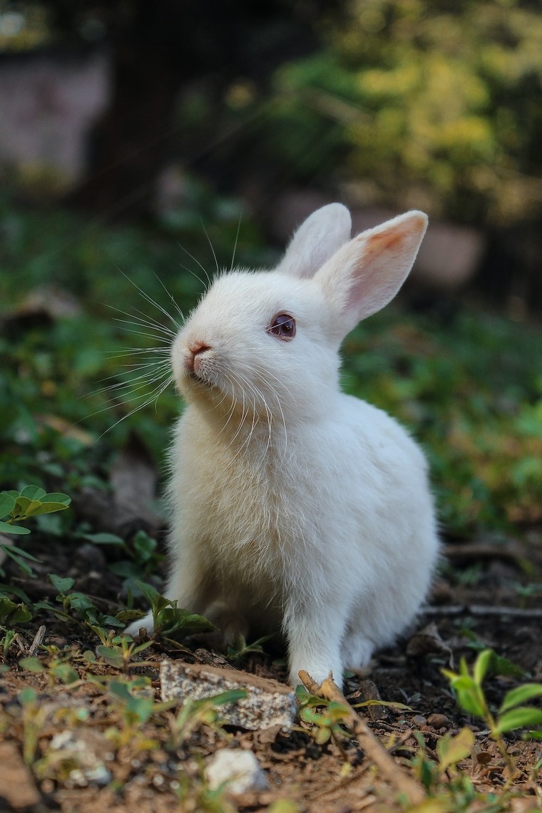 Bunny.bunny8888 banner image