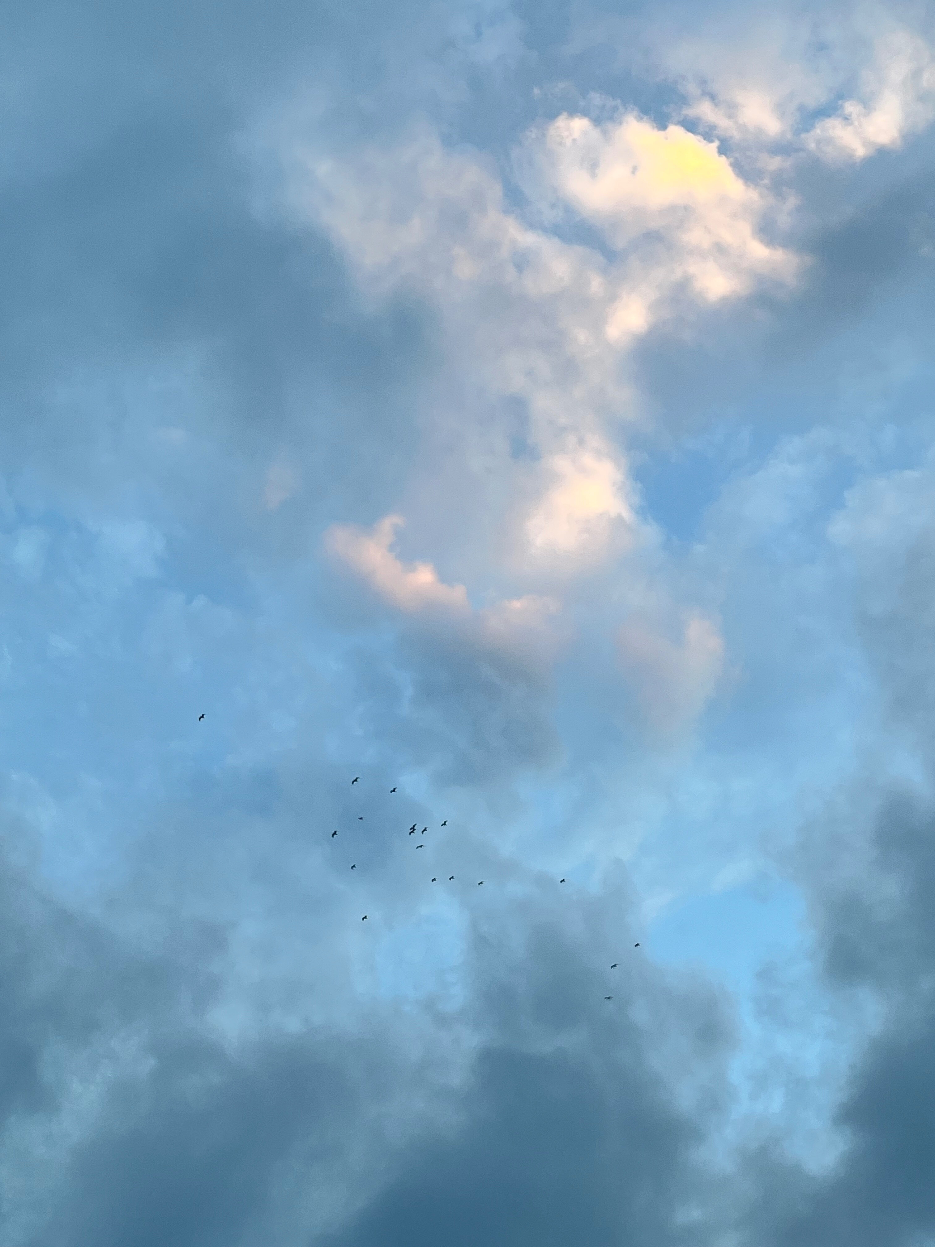 The bunny banner image