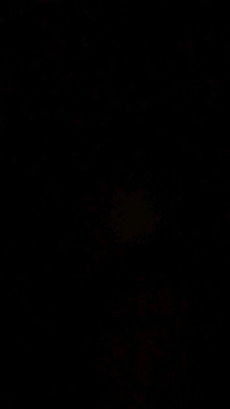 Bunny banner image