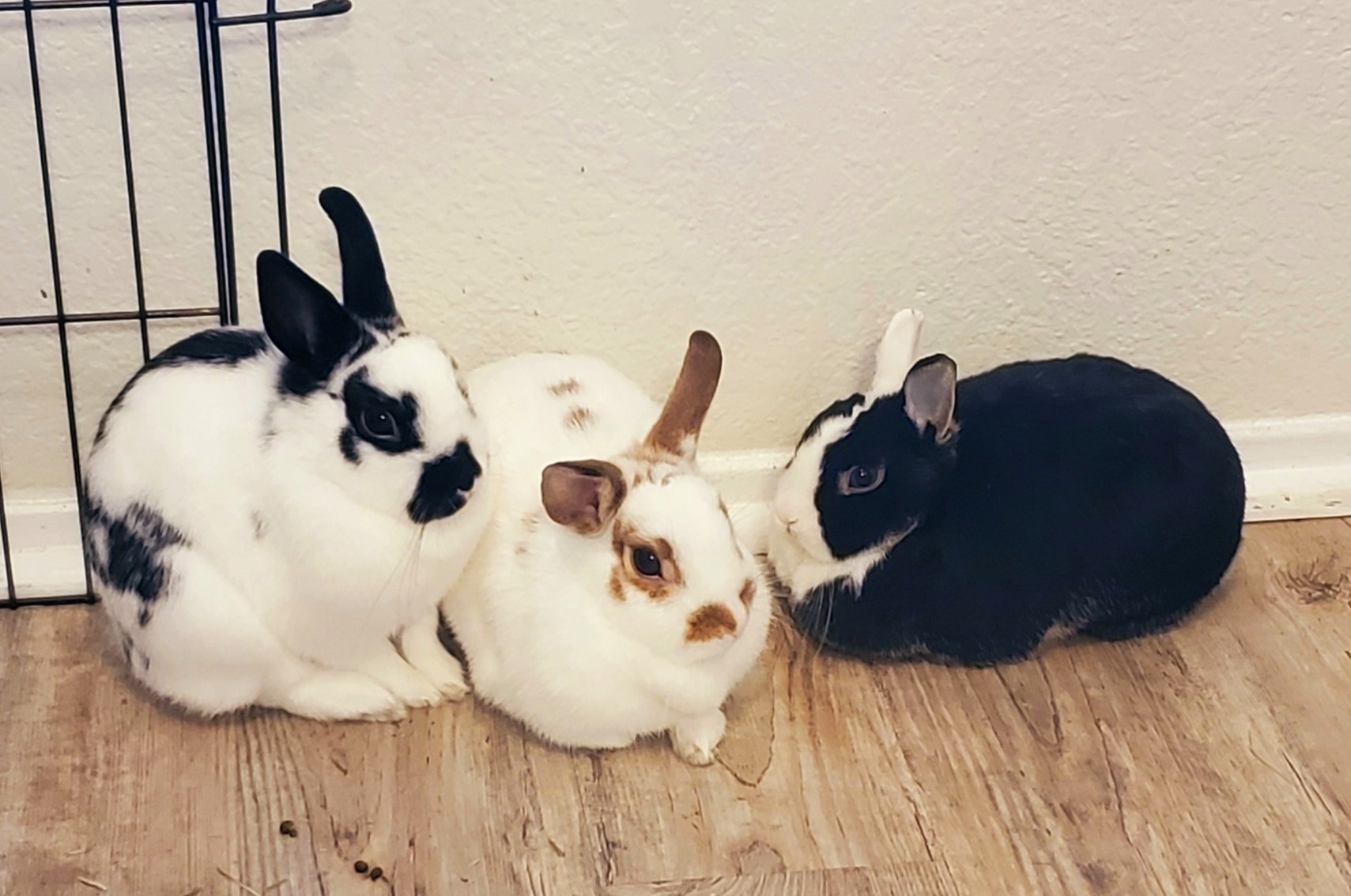 ๐Bunny Oasis๐๐ด banner image