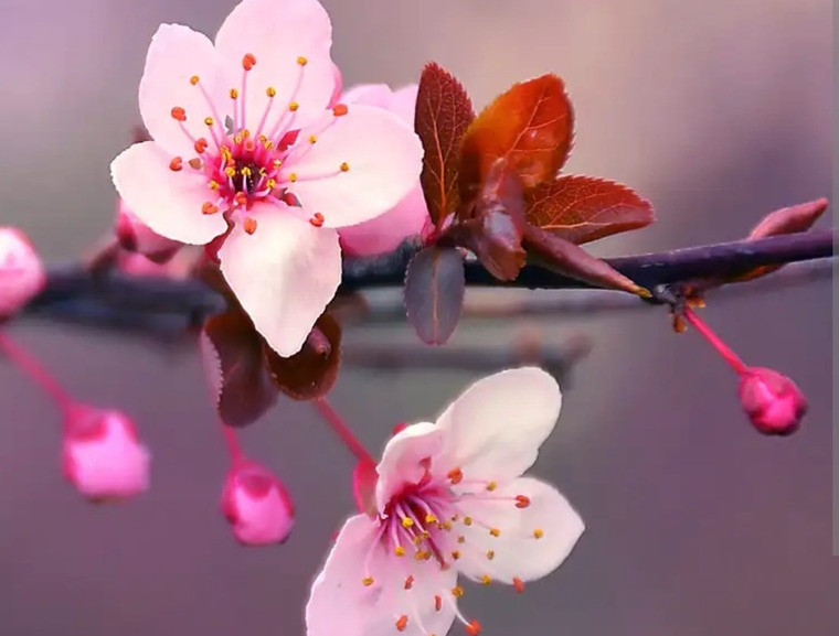 BustyBlossom🌸 banner image