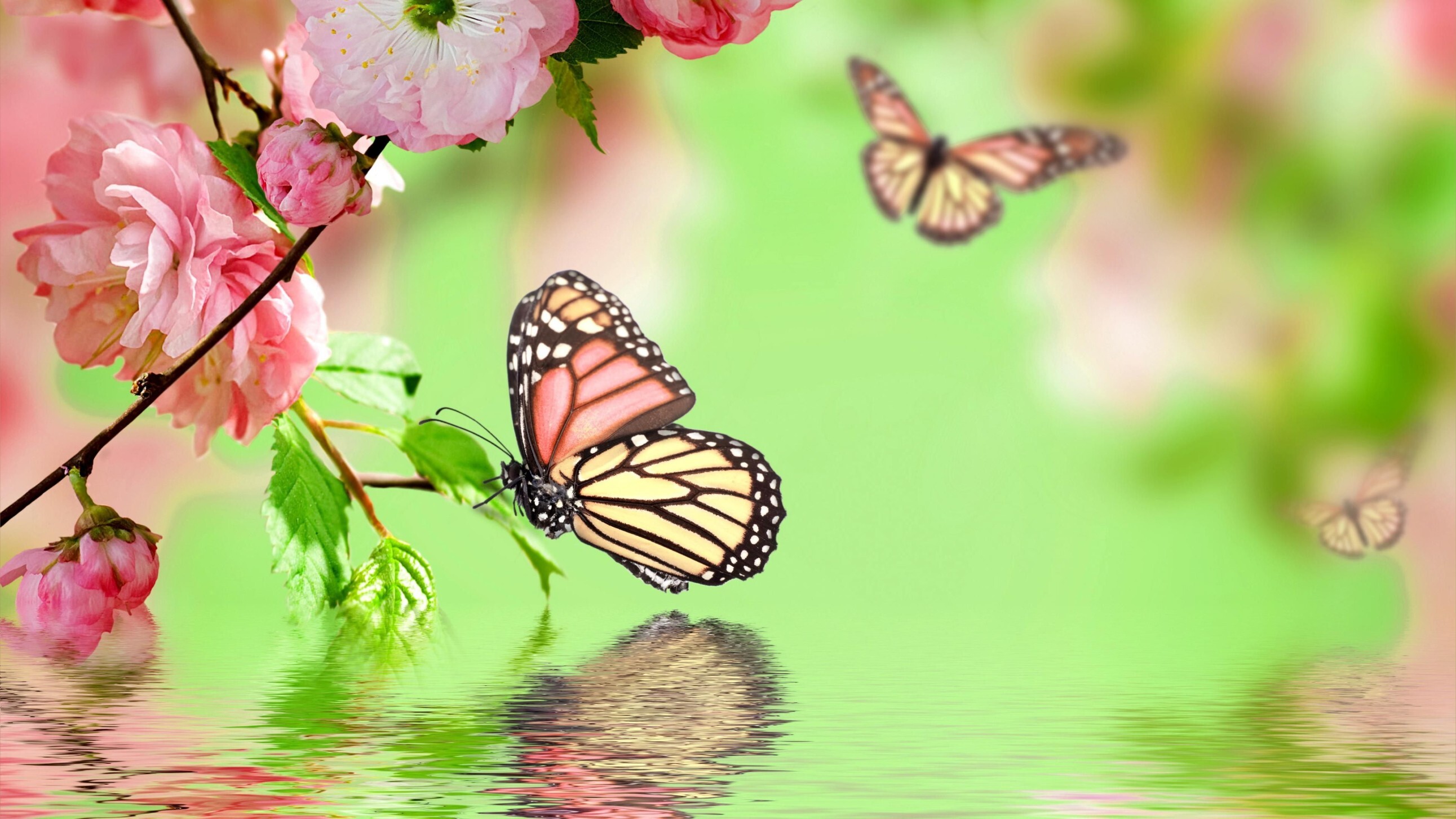 Sweet_Butterfly banner image
