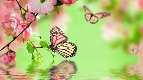 Sweet_Butterfly cover image