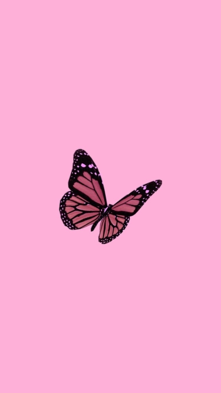 Butterfly Shar banner image