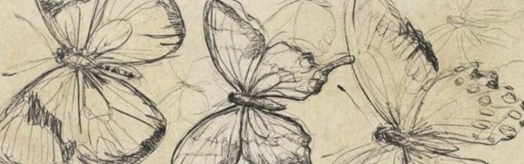 🦋Butterfly Baby🦋 cover image