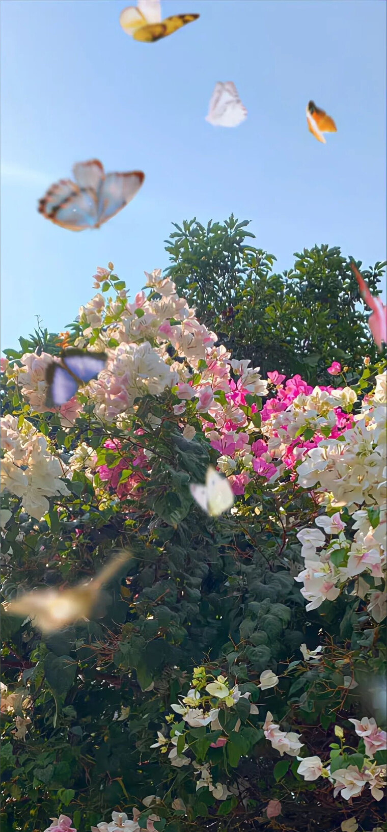 Big Butterfly Babeπ¦ banner image