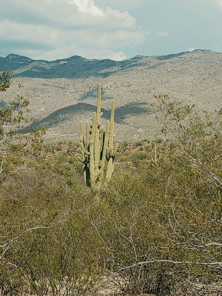Cactus Rose banner image