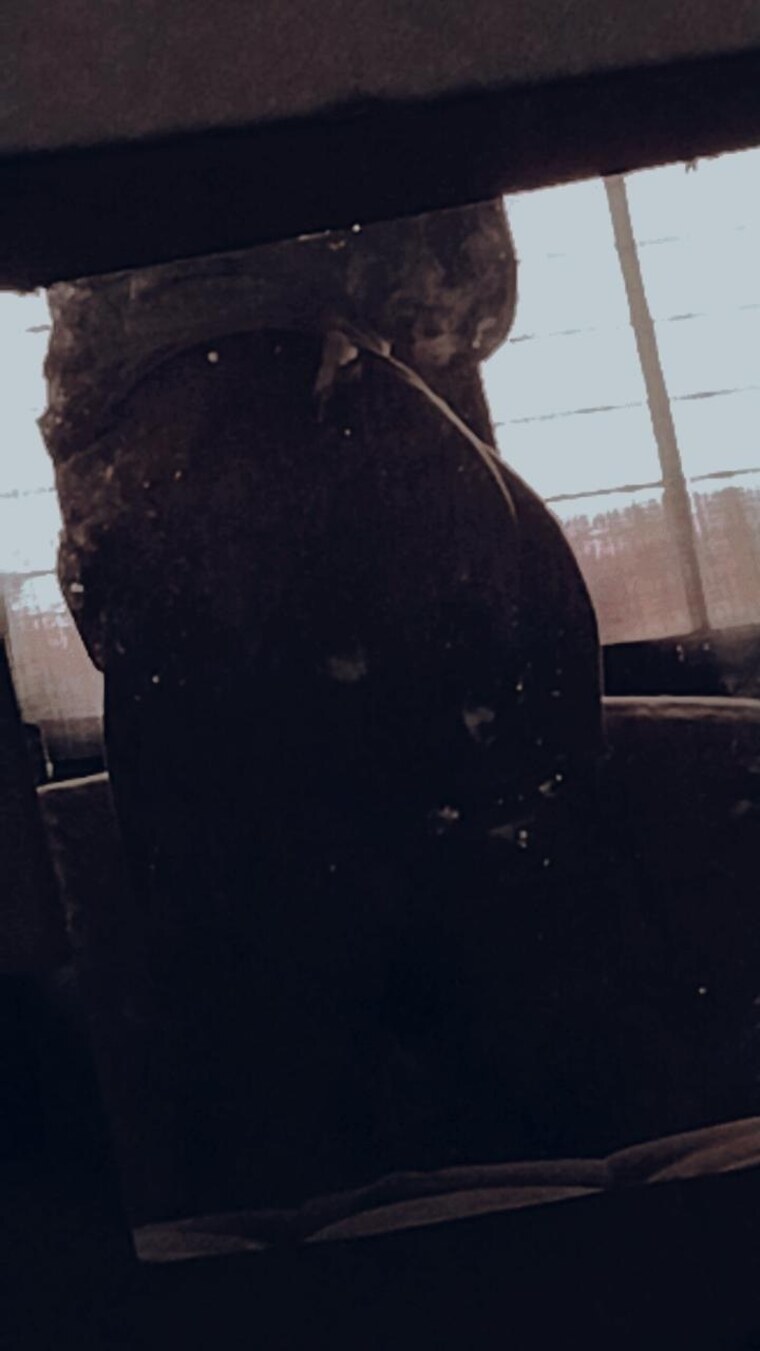 Camile Przysbeczyski banner image