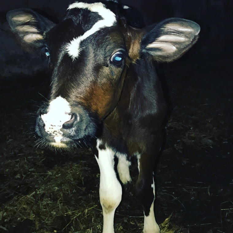 Brittany banner image