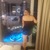Candy apple avatar