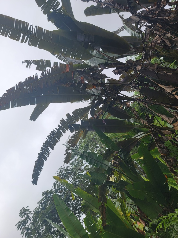 CannaBabyyyy banner image