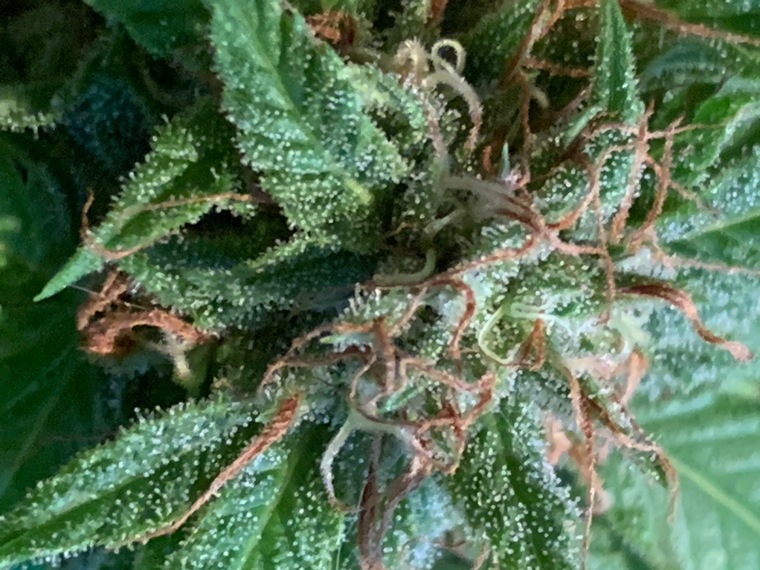 Jjs131313 cover image